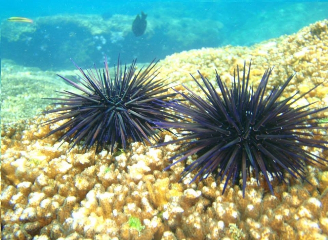  sea urchins 